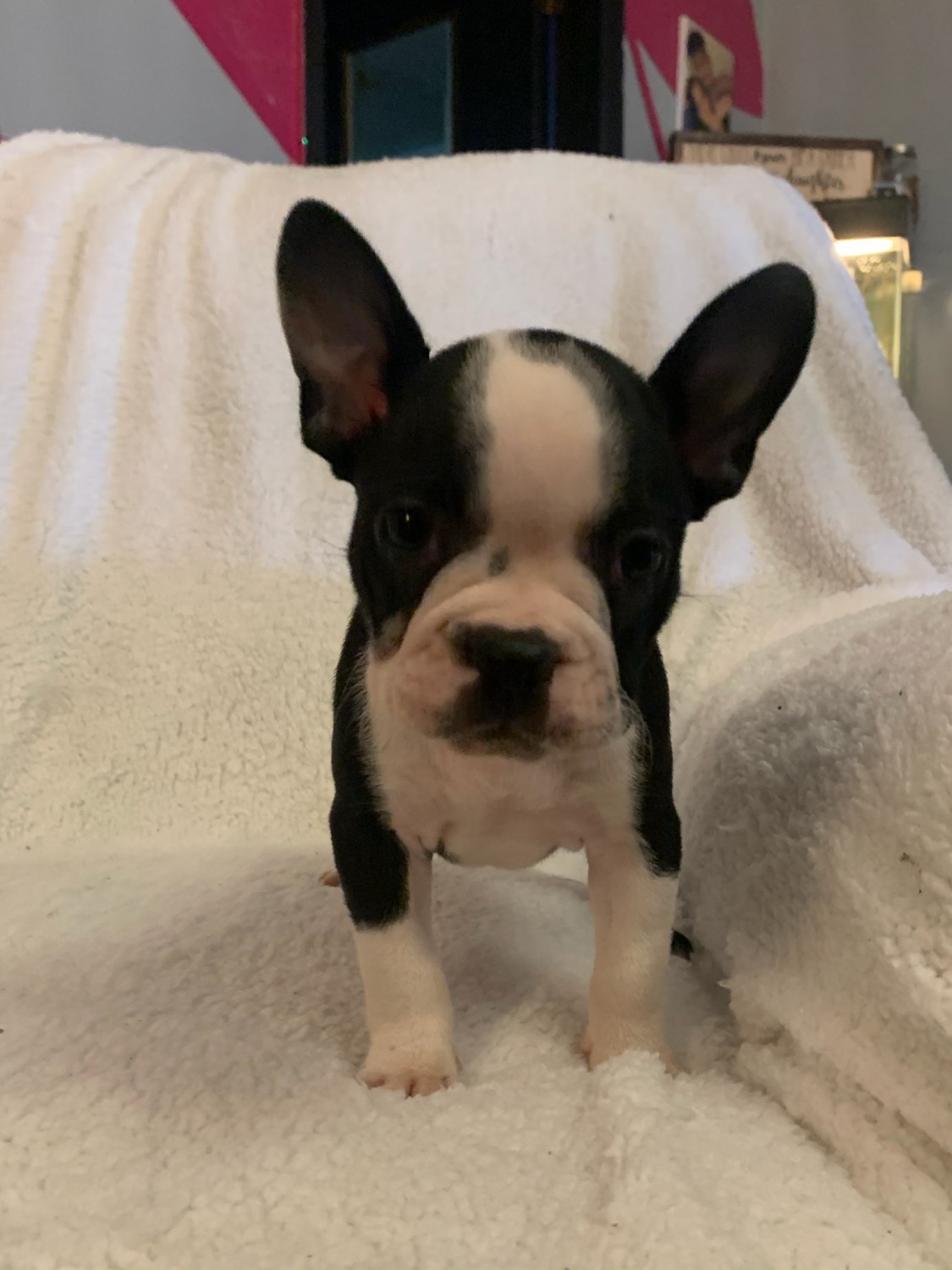 French Bulldog Puppies For Sale Indianapolis, IN 336868