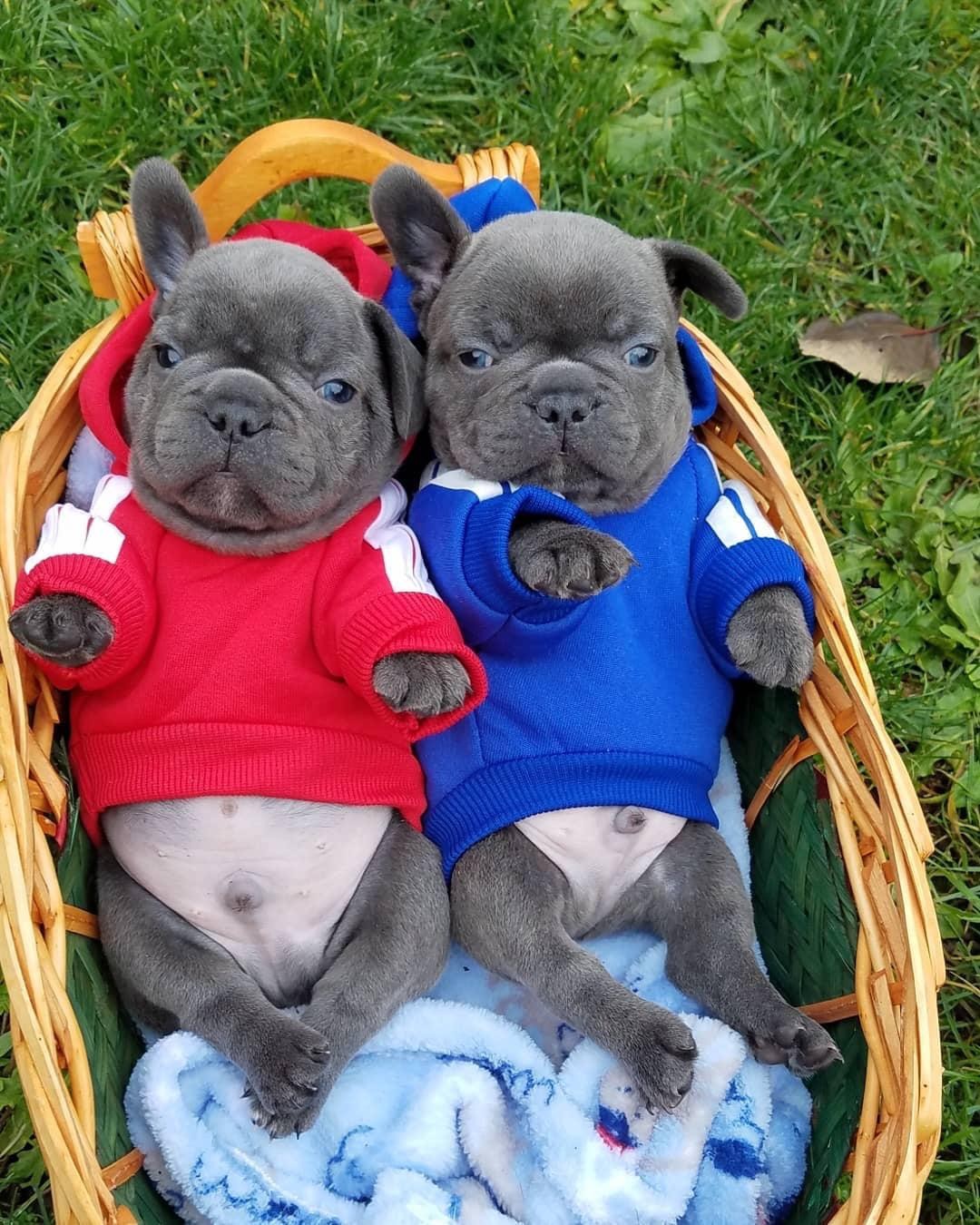 French Bulldog Puppies For Sale New York, NY 337045