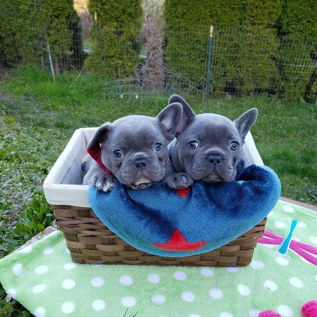 French Bulldog Puppies For Sale New Jersey / French