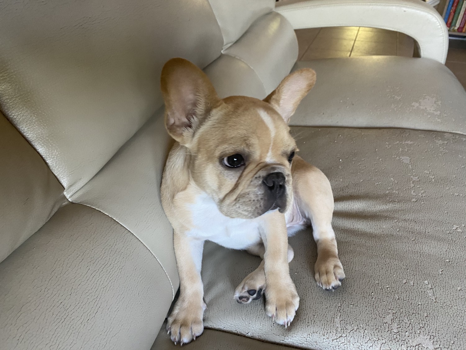 French Bulldog Puppies For Sale San Antonio, TX 341357