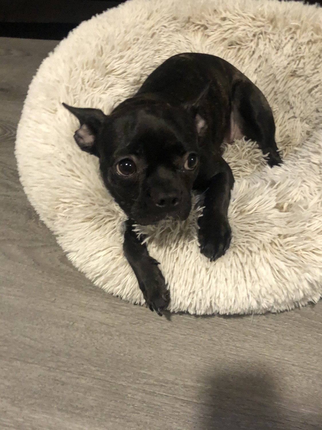French Bulldog Puppies For Sale Moreno Valley, CA 349169