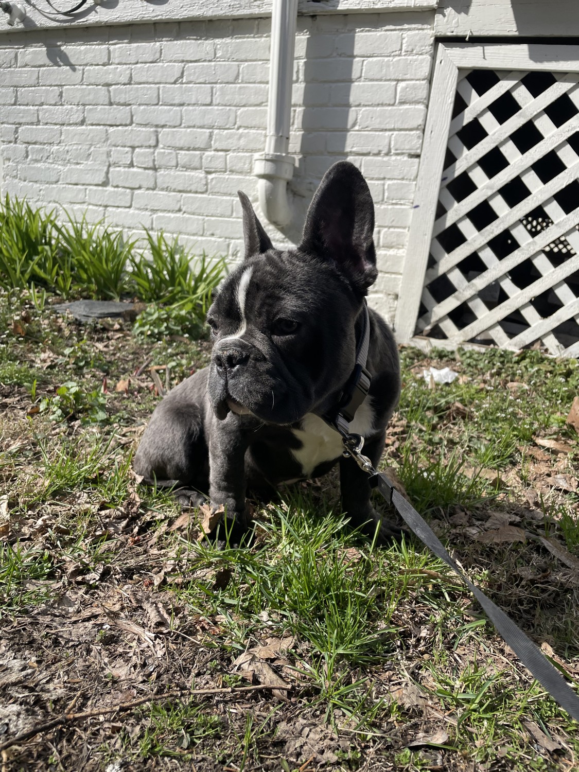 French Bulldog Puppies For Sale Dutchess County Ny 354184