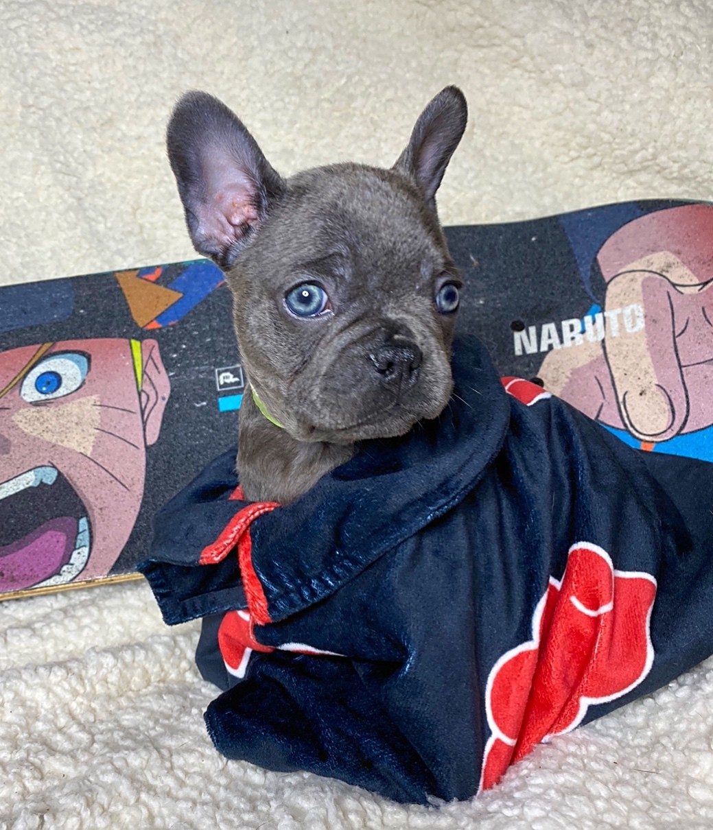 French Bulldog Puppies For Sale Detroit Mi 352679