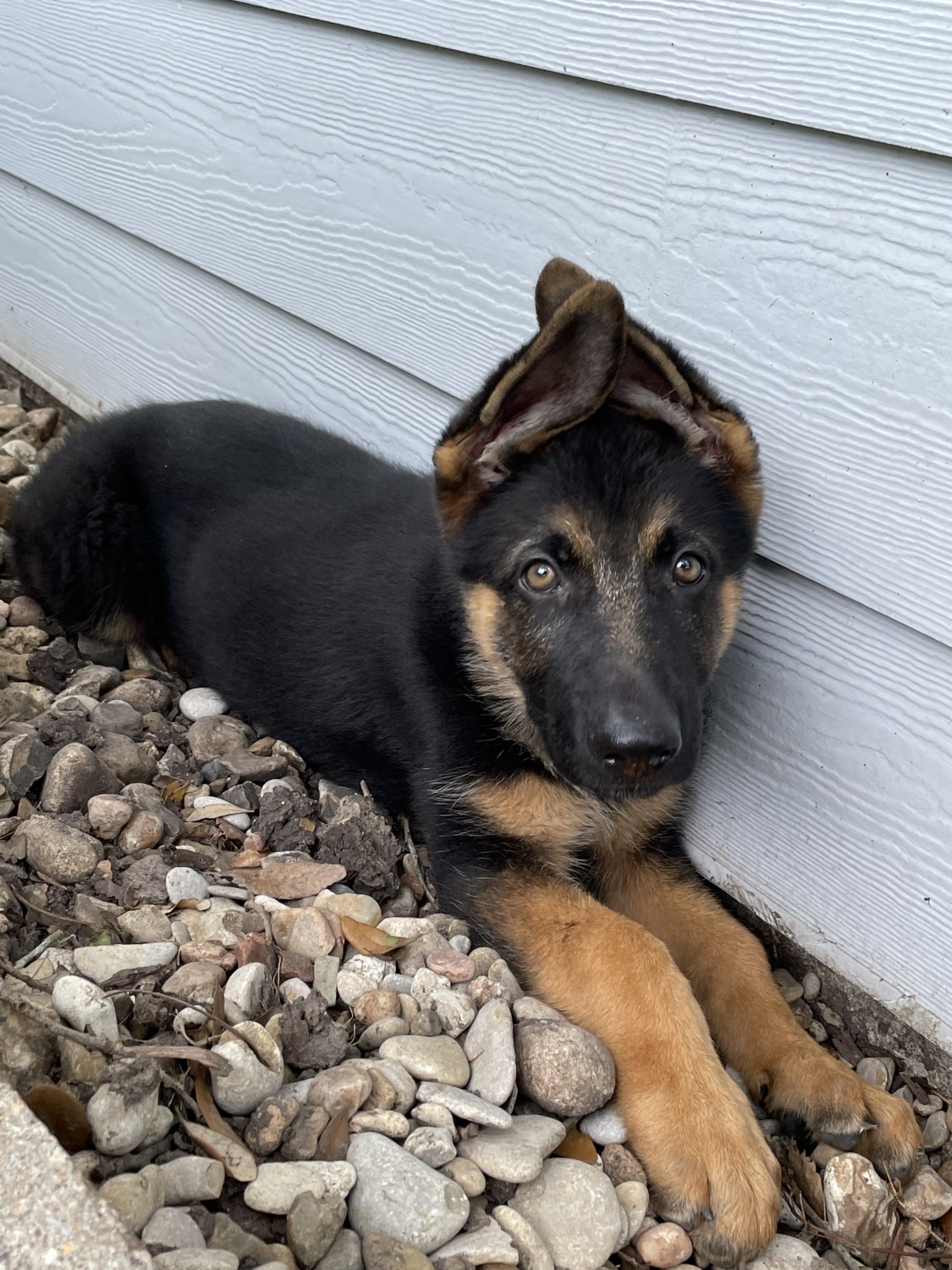 German Shepherd Puppies For Sale Houston Tx 364915