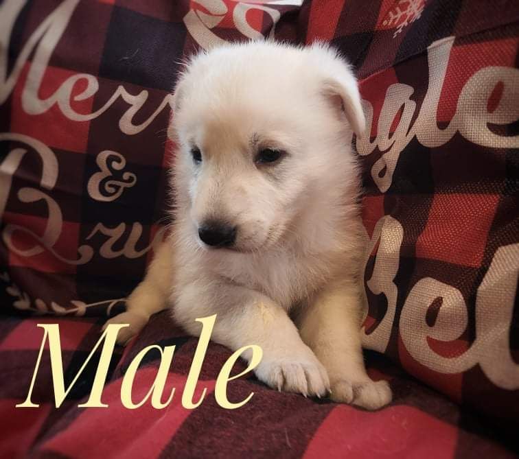 German Shepherd Puppies For Sale Suffolk, VA 393792