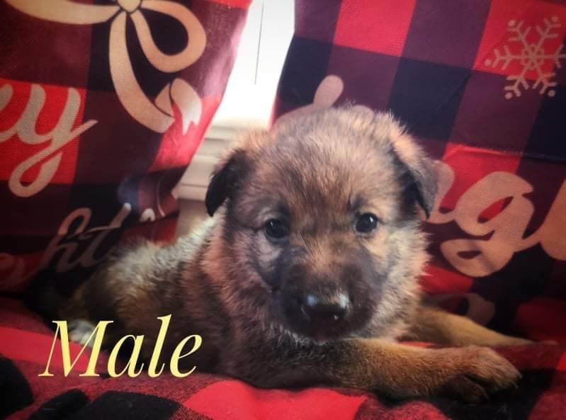 German Shepherd Puppies For Sale Suffolk, VA 393792