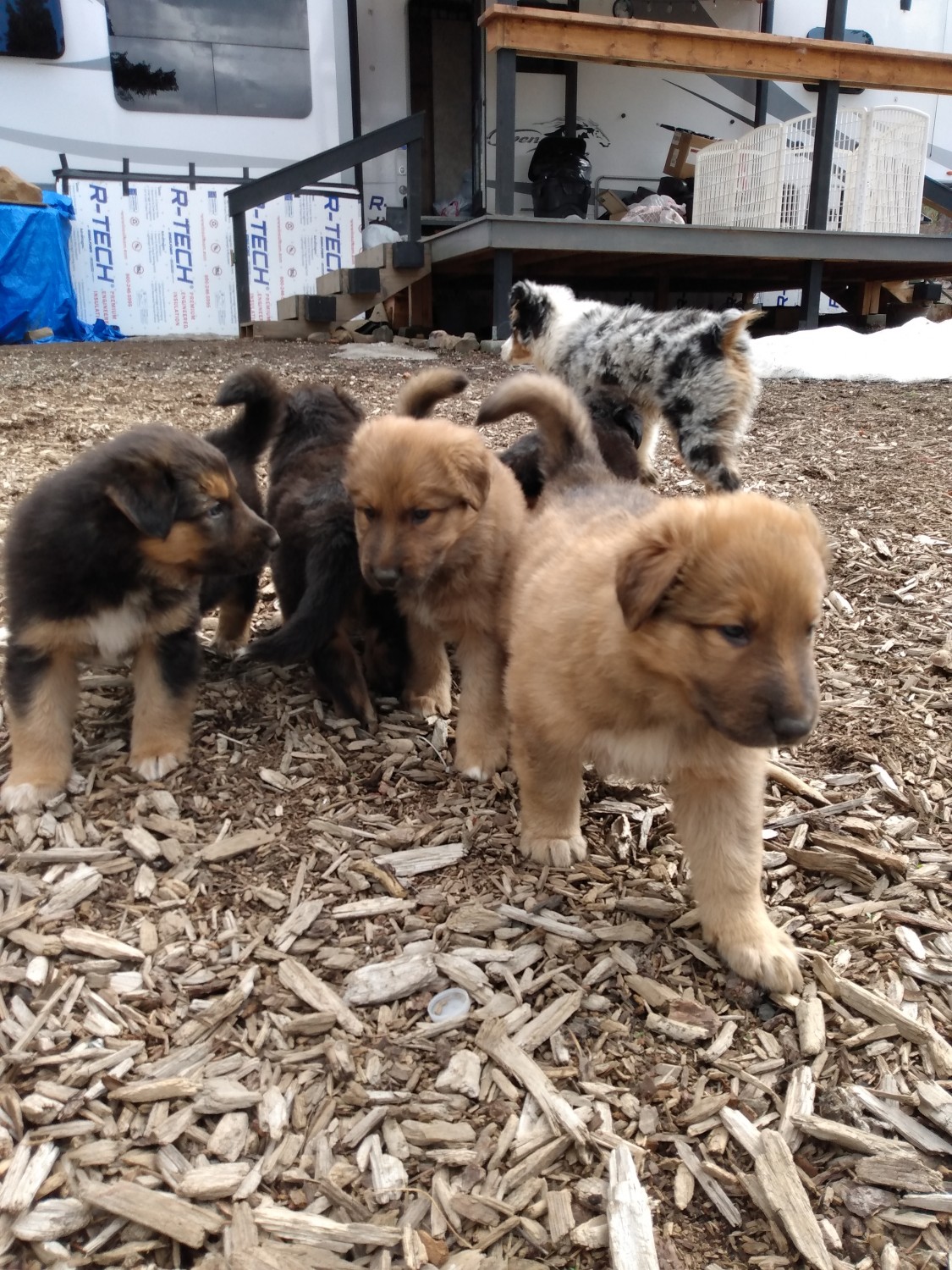 German Shepherd Puppies For Sale Wenatchee, WA 415195