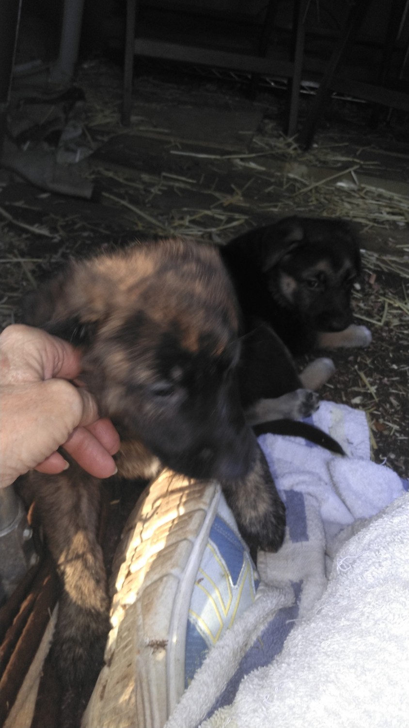 German Shepherd Puppies For Sale Dothan, AL 479809