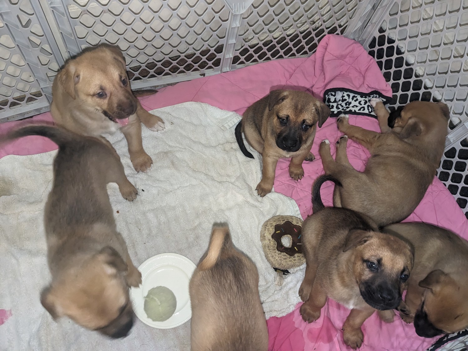 German Shepherd Puppies For Sale | Hamilton, OH #581692