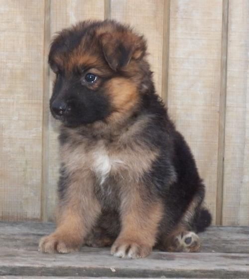 German Shepherd Puppies For Sale | North Kingstown, RI #86523