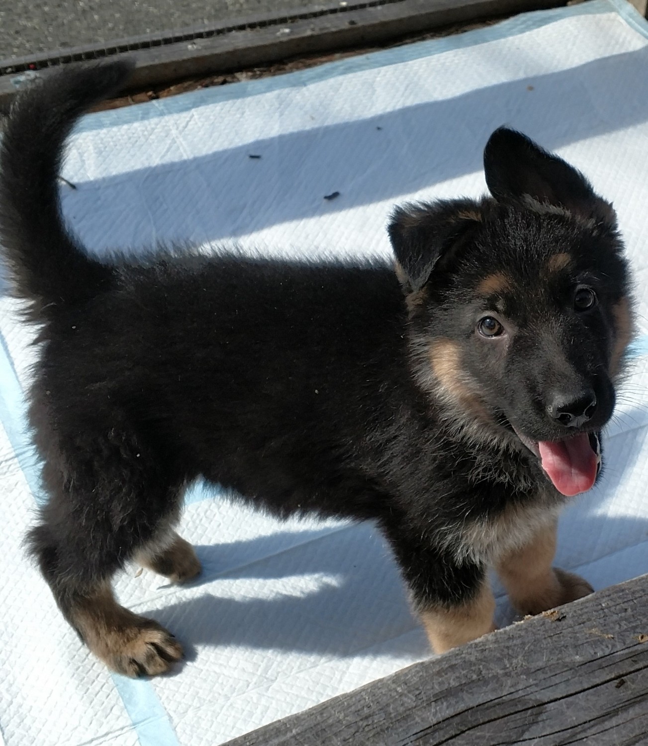 German Shepherd Puppies For Sale Warren, MA 189068