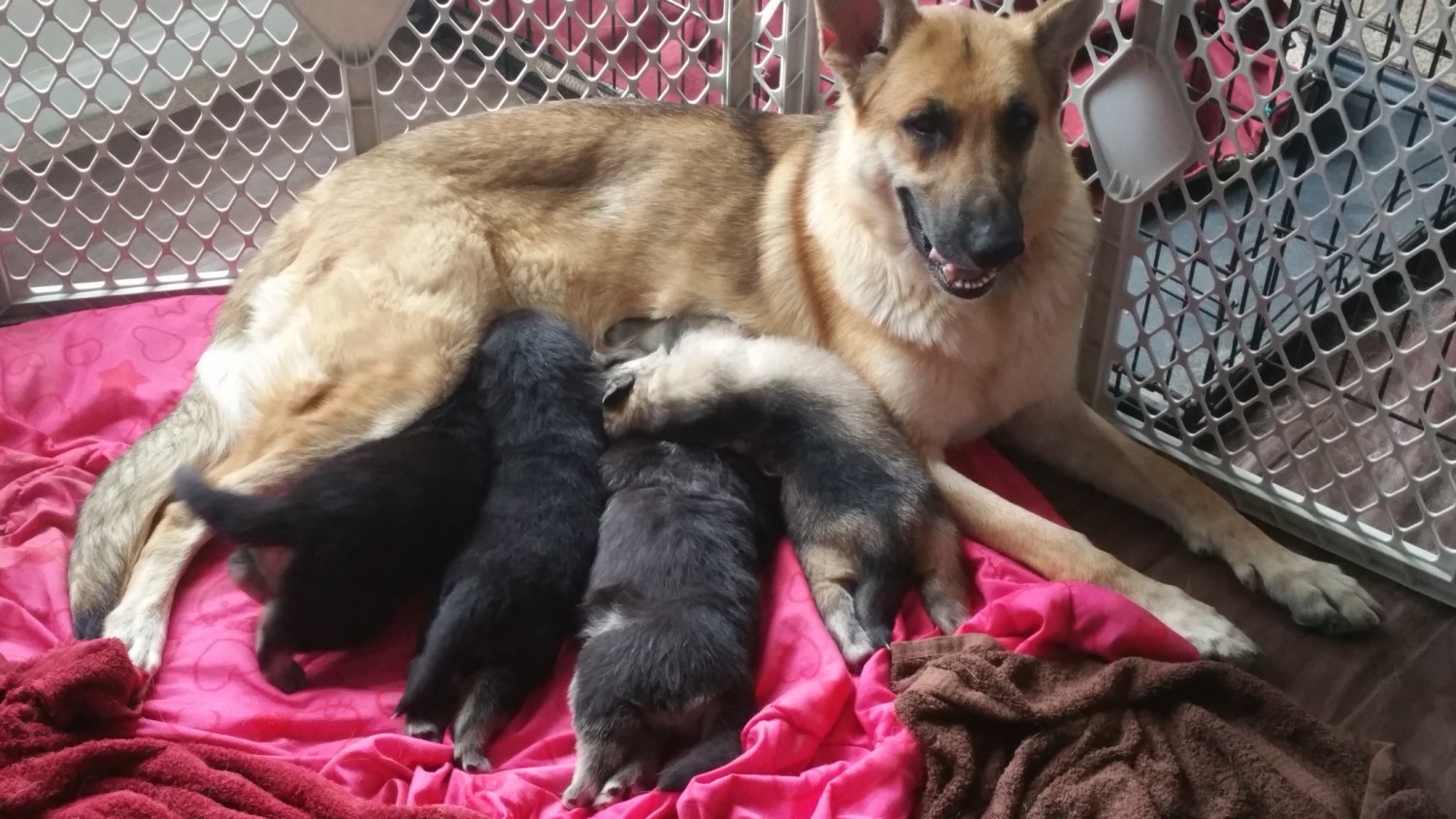 German Shepherd Puppies For Sale Hampton, VA 204478