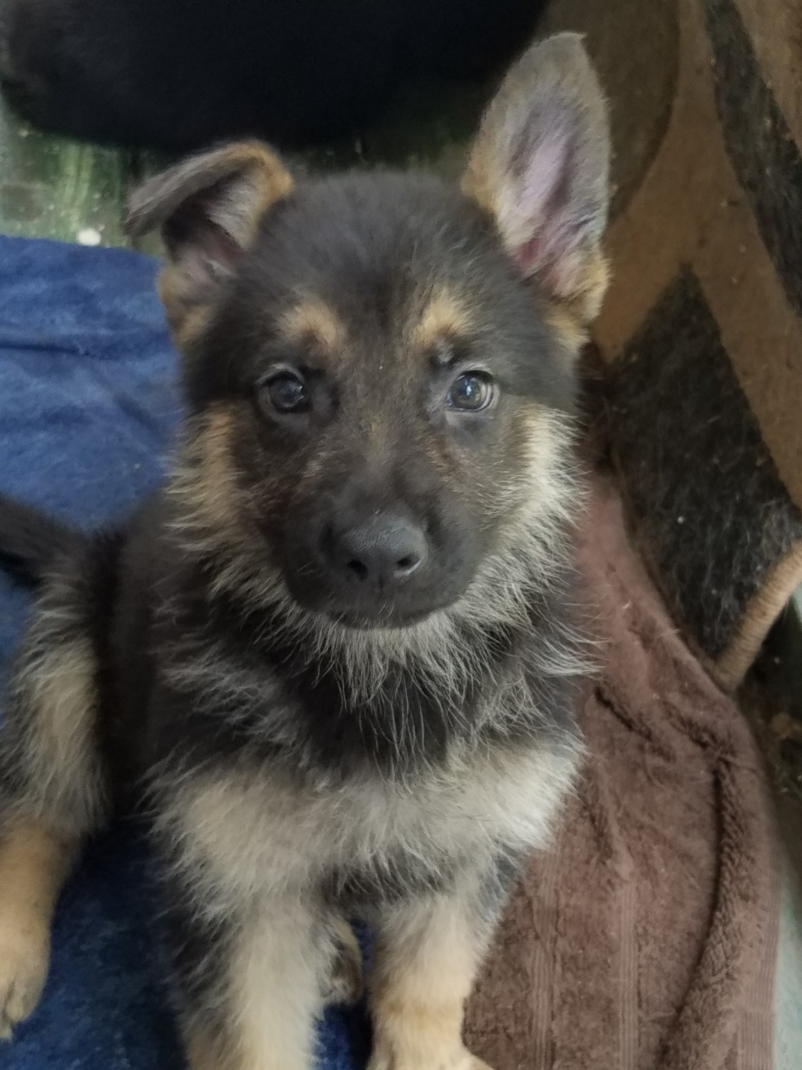 German Shepherd Puppies For Sale Raeford, NC 217820