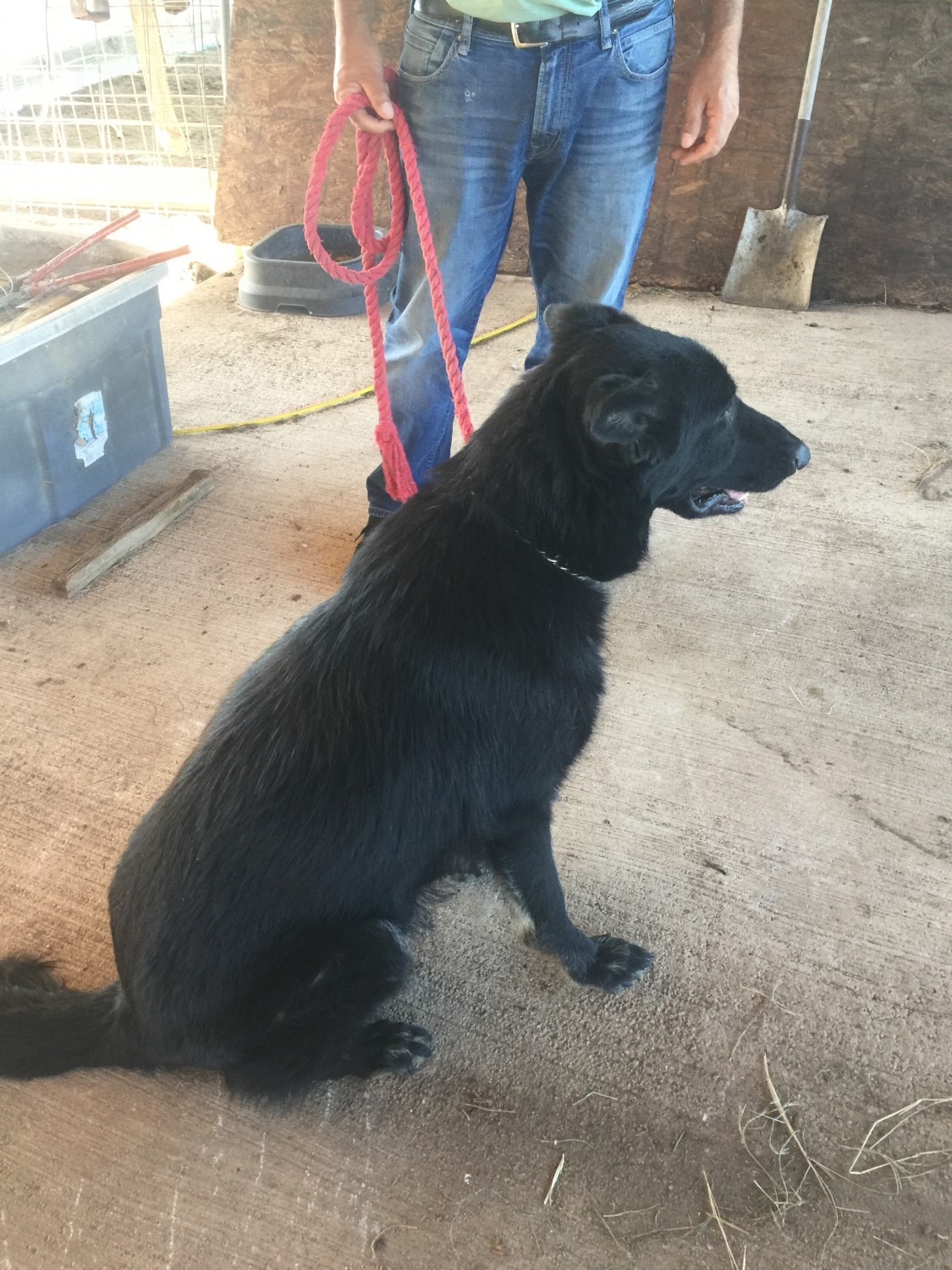 German Shepherd Puppies For Sale Hondo, TX 222214
