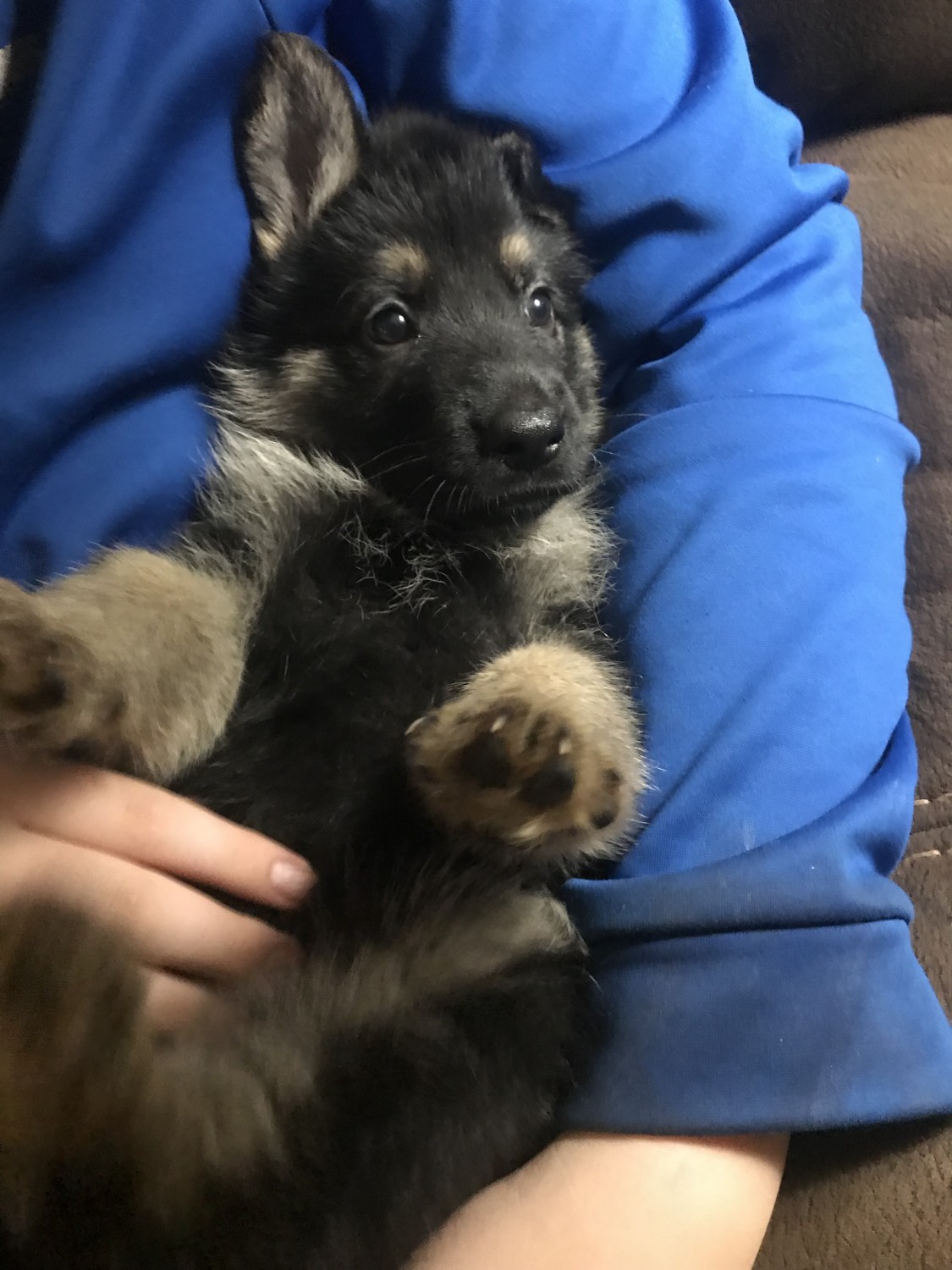 German Shepherd Puppies For Sale East Wenatchee, WA 253011