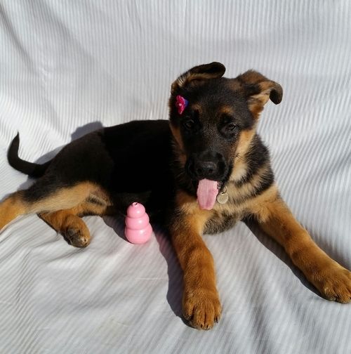 German Shepherd Puppies For Sale Bardstown Ky 258128