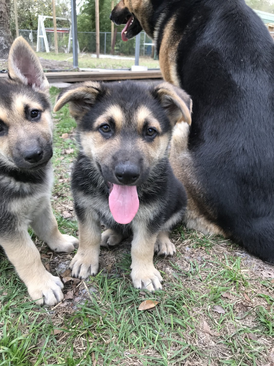 German Shepherd Puppies For Sale Lakeland, FL 268048