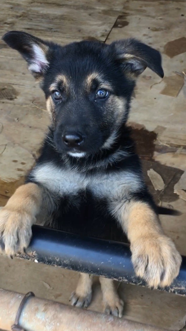 German Shepherd Puppies For Sale | Alabama Shores Road, AL ...