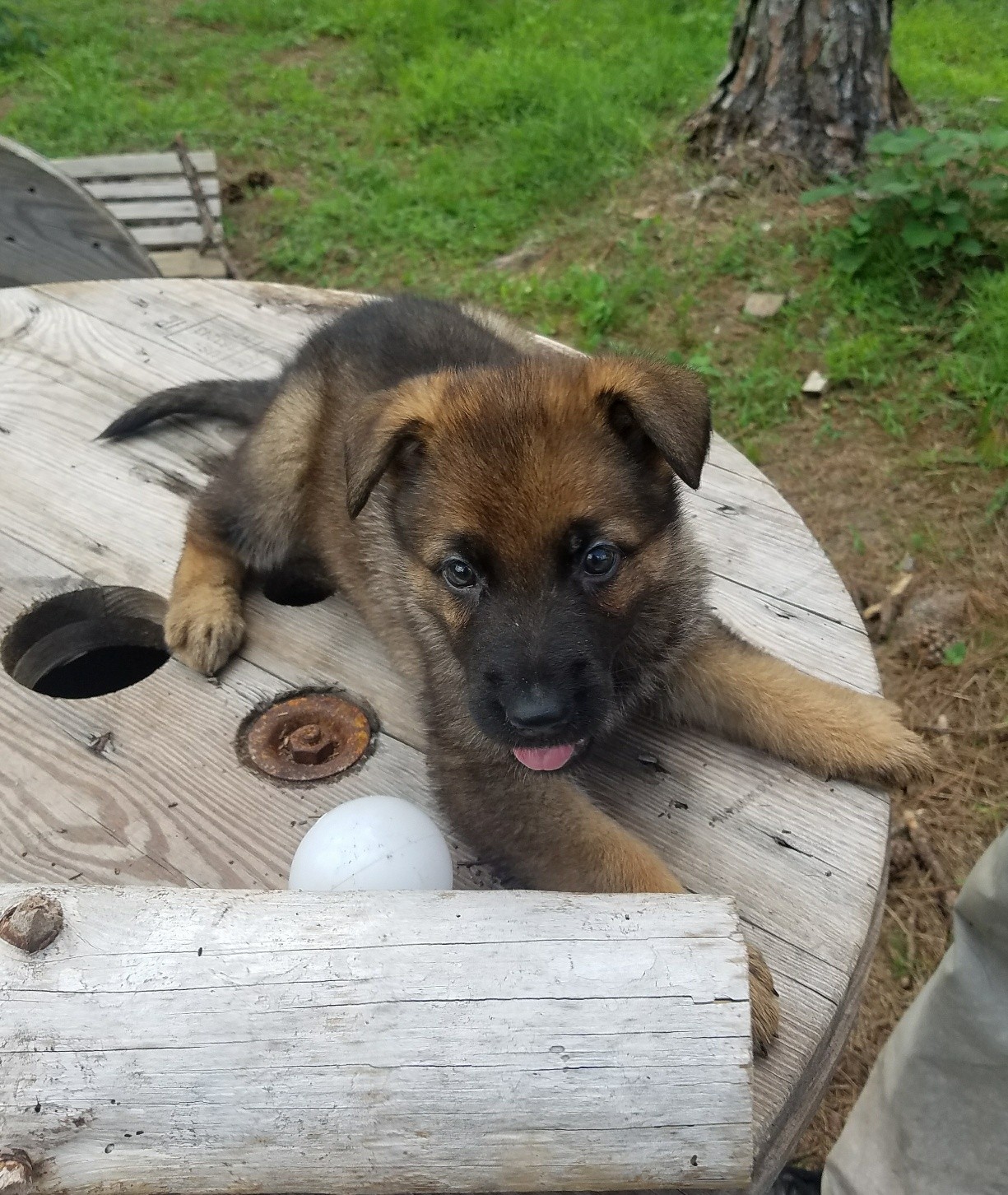 German Shepherd Puppies For Sale In Florida Cheap