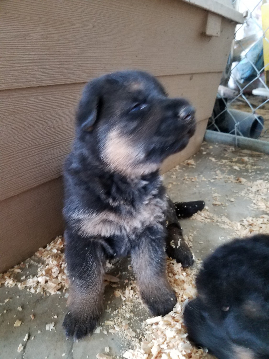 German Shepherd Puppies For Sale Harrisonburg Va