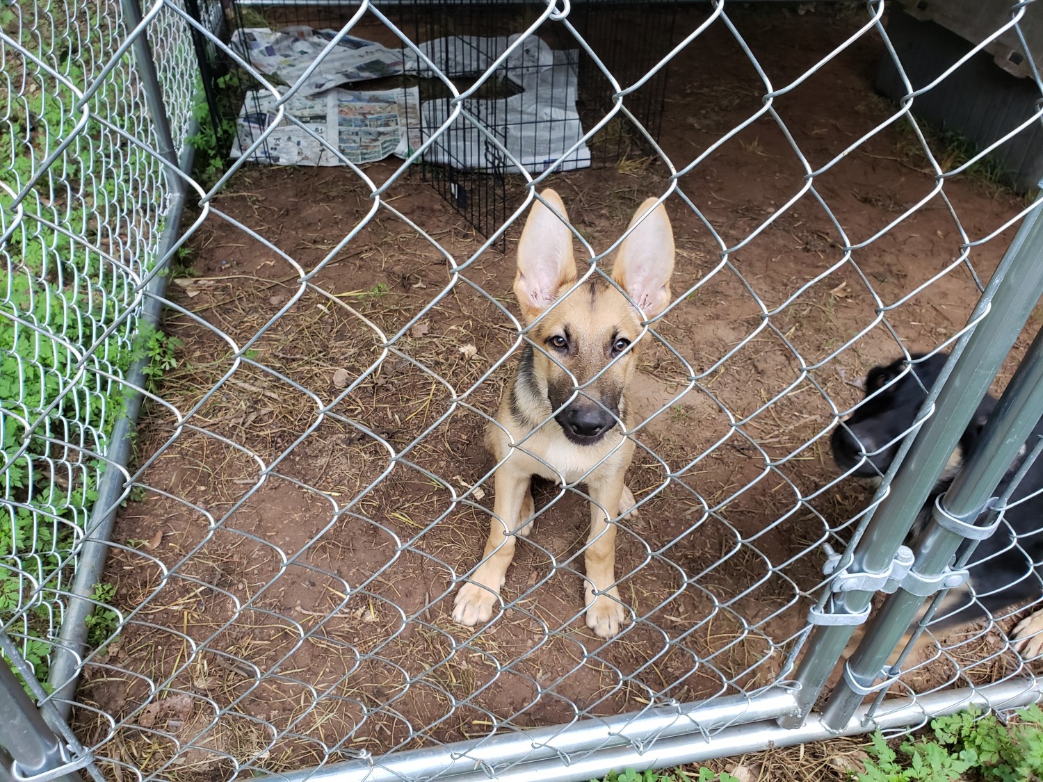 German Shepherd Puppies For Sale Clover, SC 281340