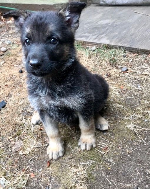 German Shepherd Puppies For Sale Tacoma Wa 282209