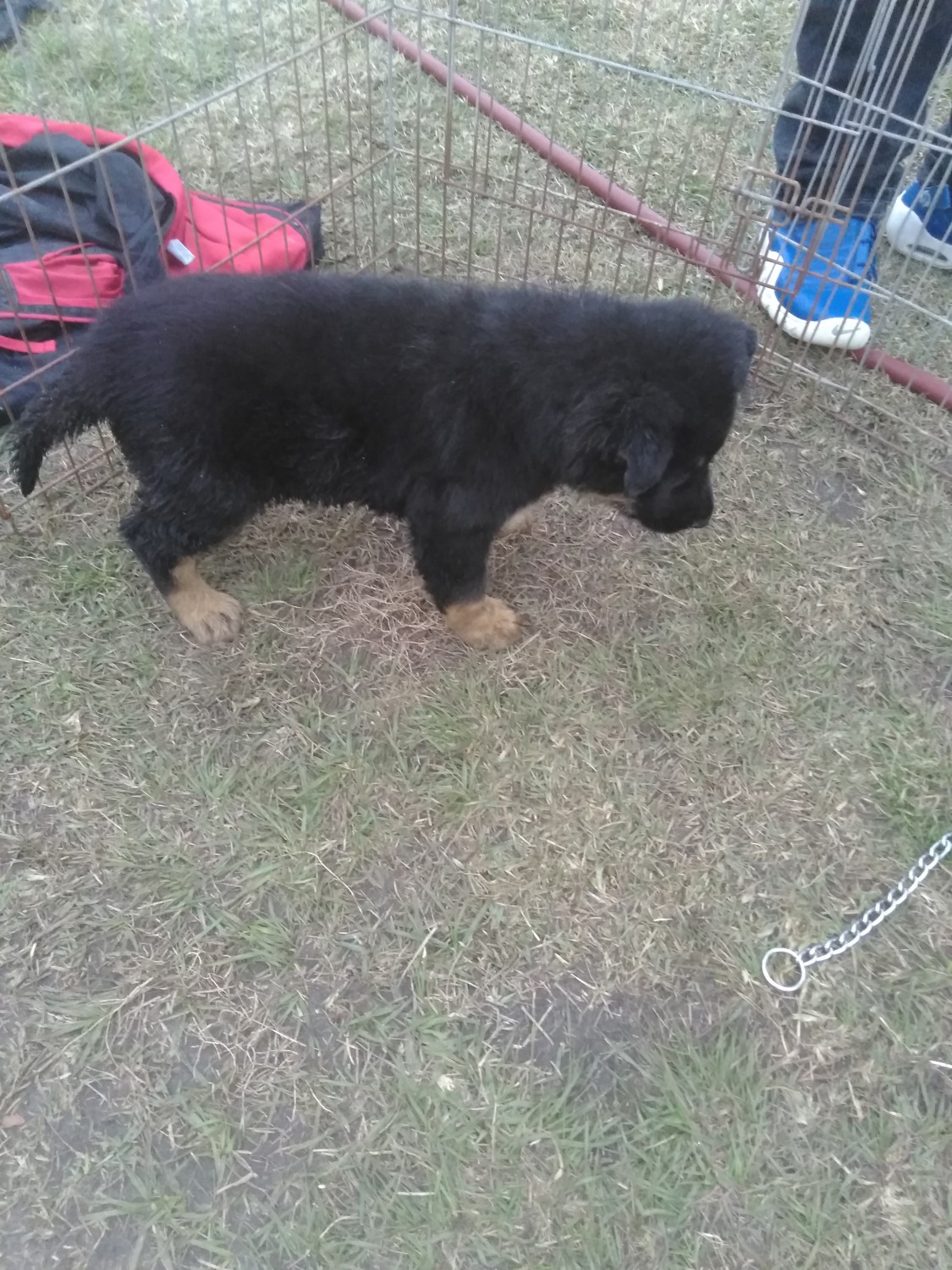German Shepherd Puppies For Sale Cairo, GA 288452