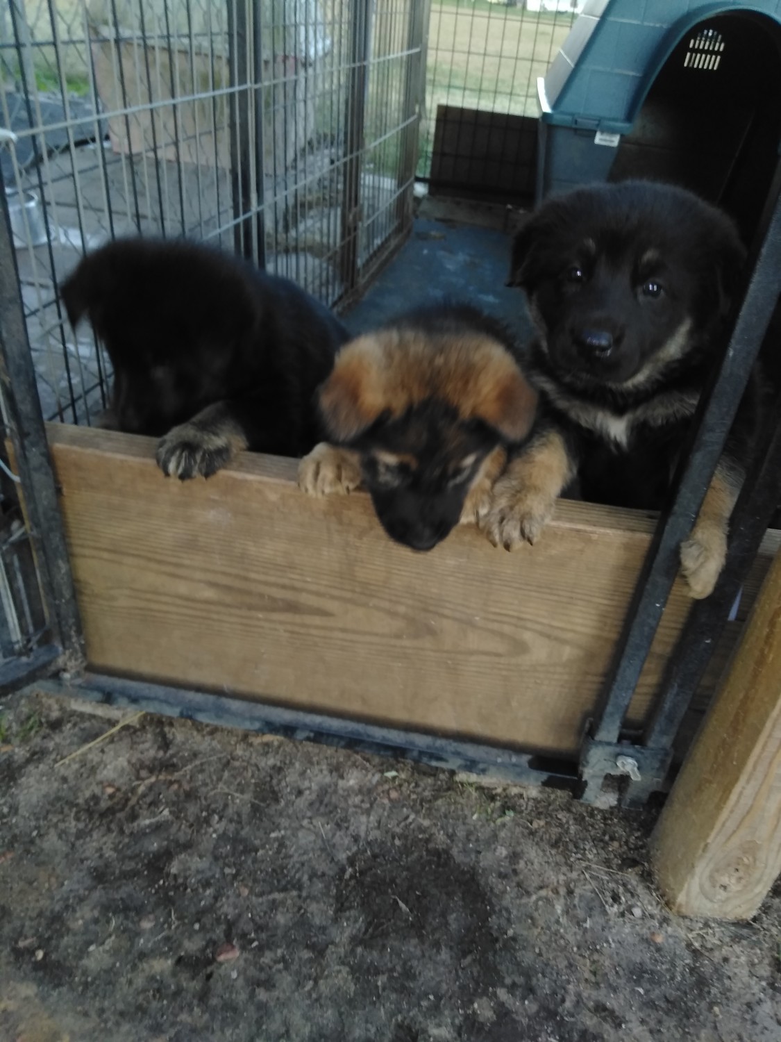 German Shepherd Puppies For Sale Cairo, GA 288452