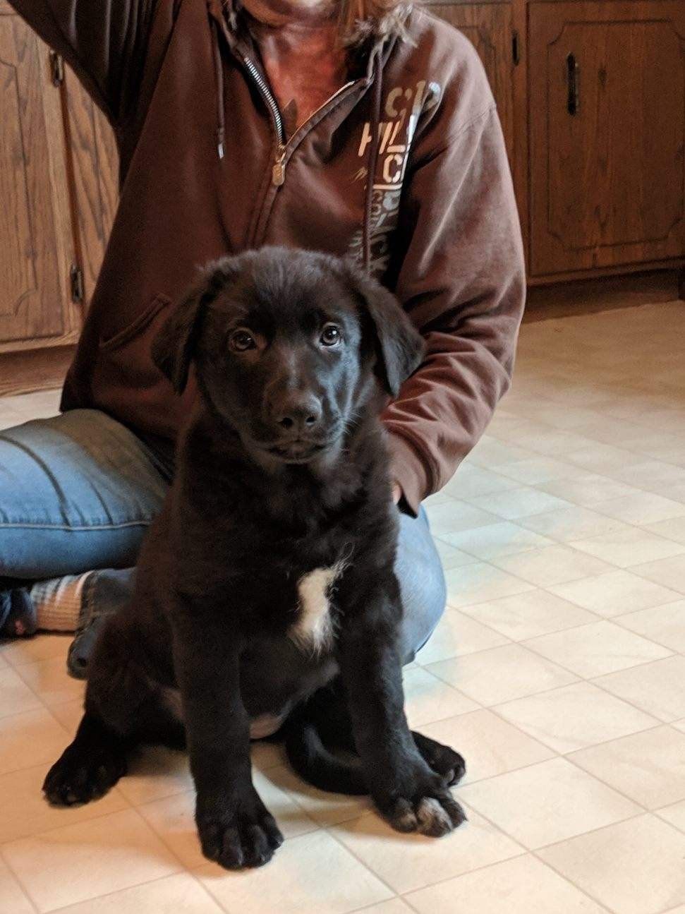 German Shepherd Puppies For Sale Shakopee, MN 297217