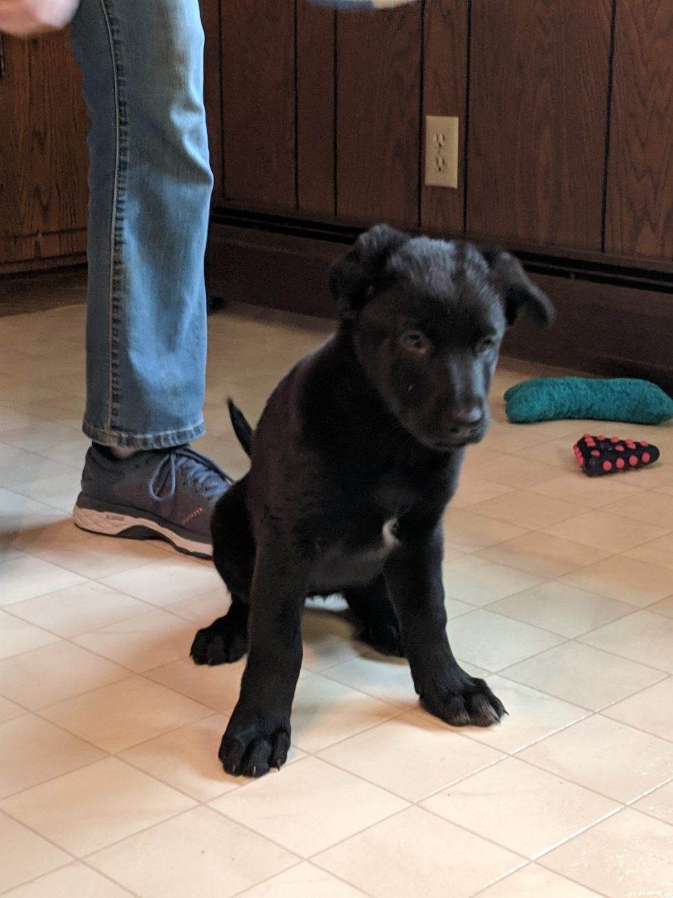 German Shepherd Puppies For Sale Shakopee, MN 297217