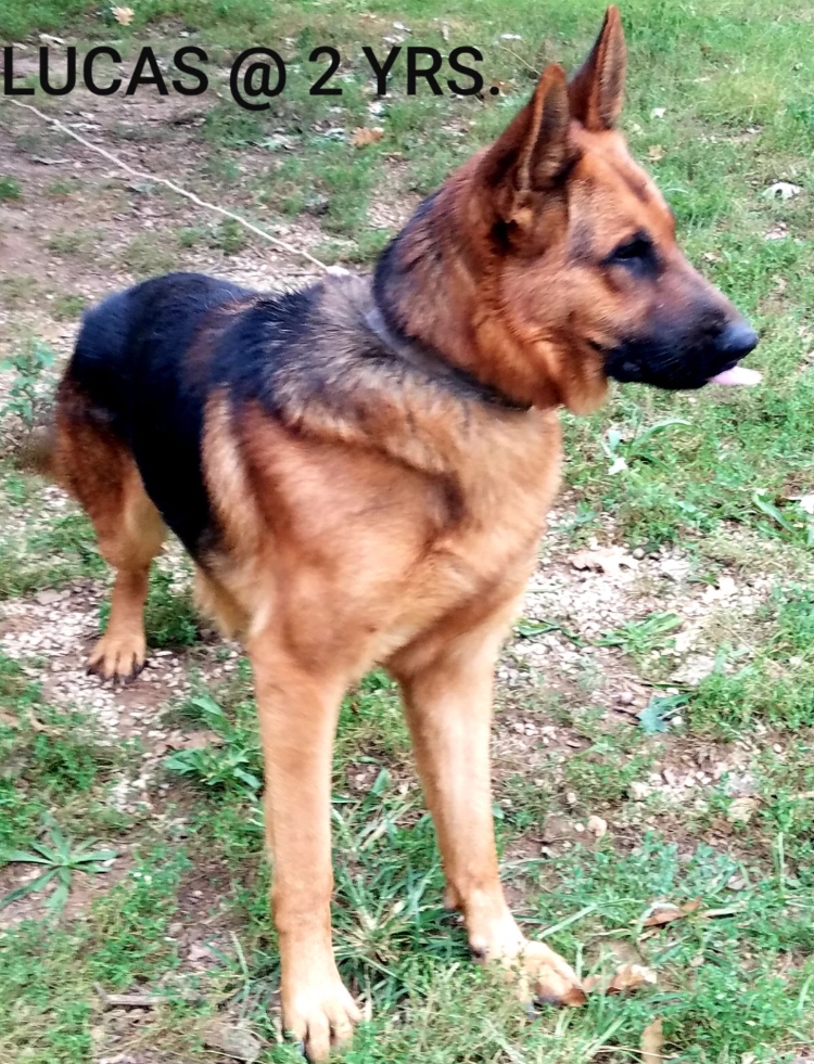 German Shepherd Puppies For Sale Bolivar, MO 297507