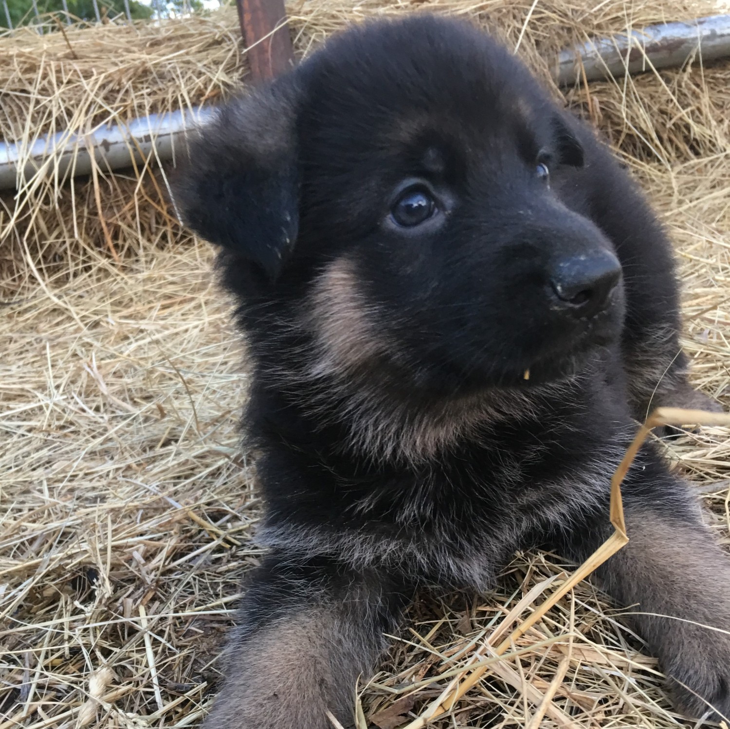 German Shepherd Puppies For Sale Moberly, MO 299964