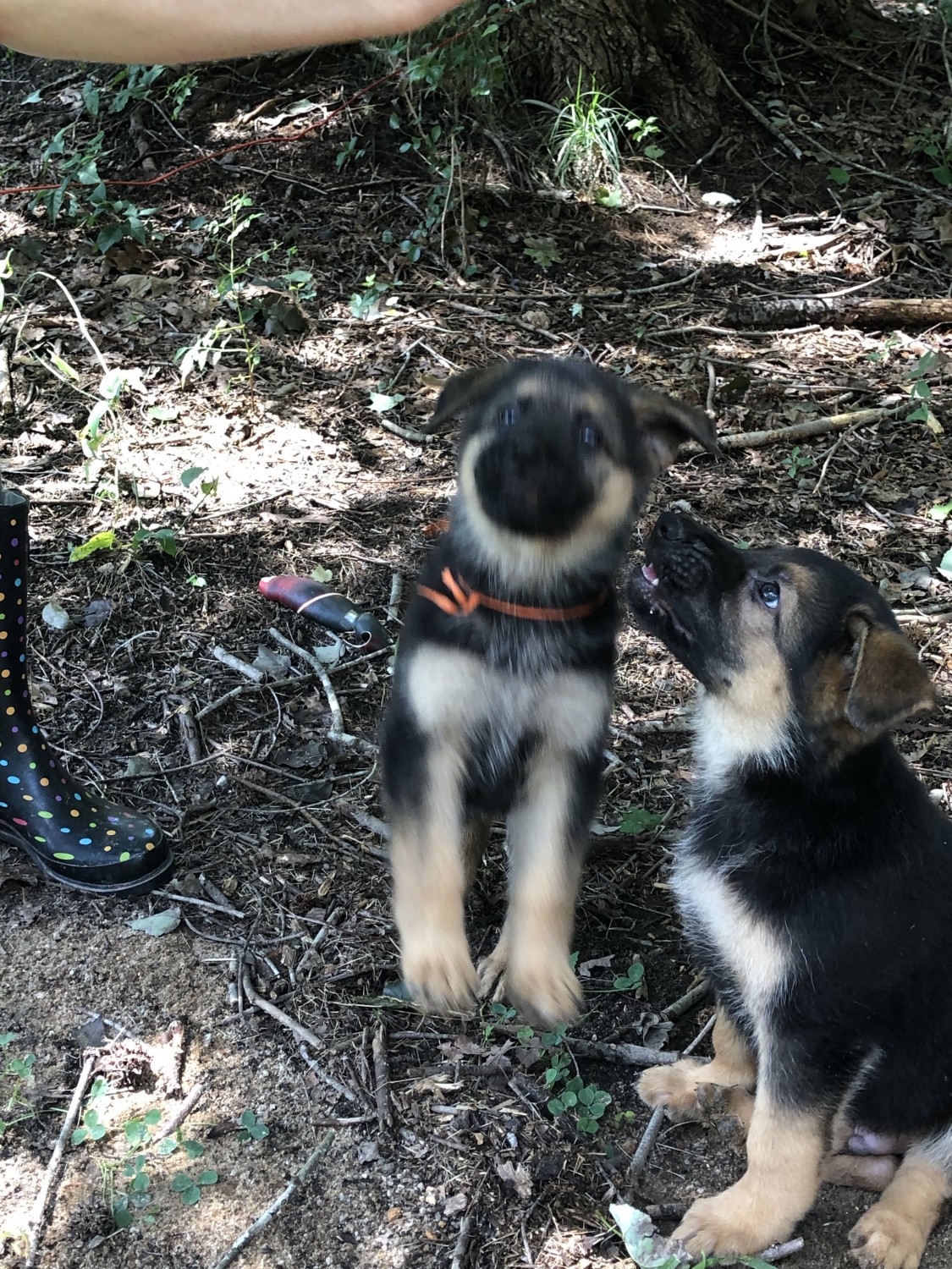 German Shepherd Puppies For Sale Monroe, GA 301510