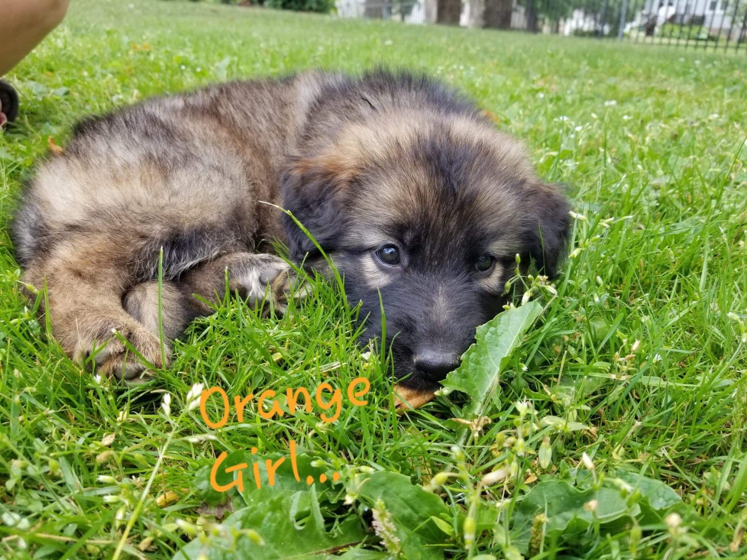 German Shepherd Puppies For Sale Hibbing, MN 303717