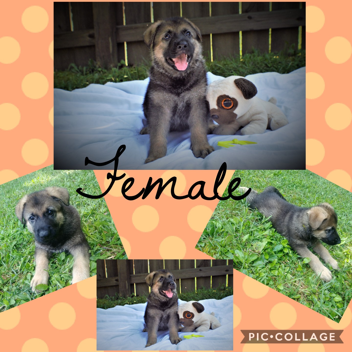 German Shepherd Puppies For Sale Dickson, TN 304643