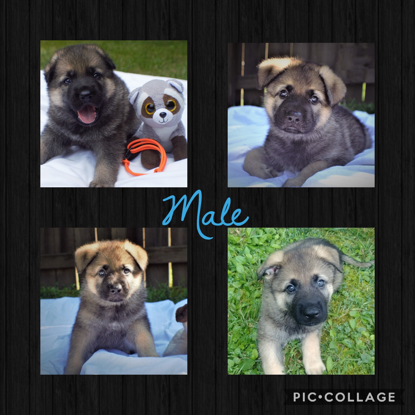 German Shepherd Puppies For Sale Dickson, TN 304643