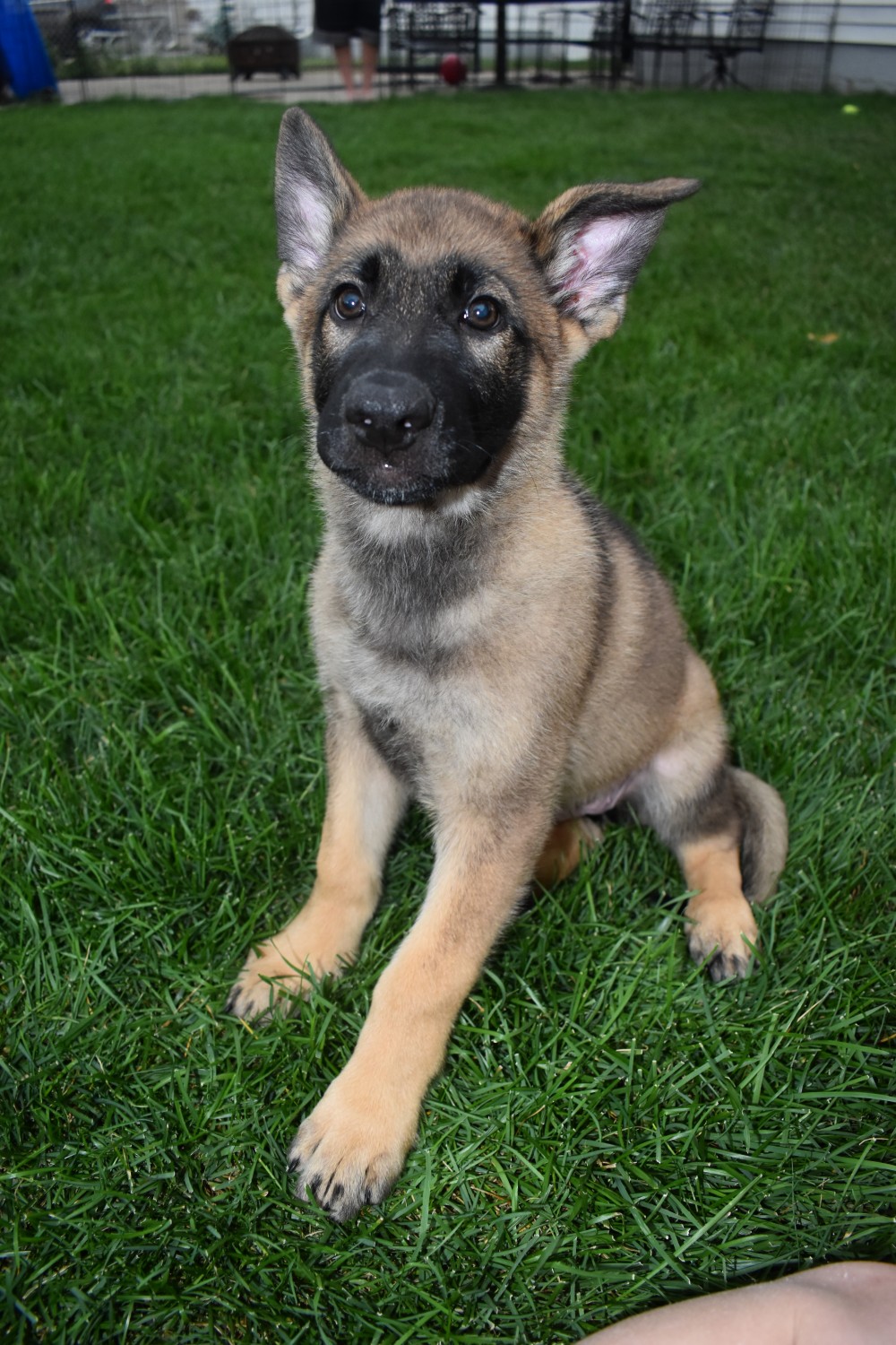 Cute German Shepherd Puppies For Sale In Michigan