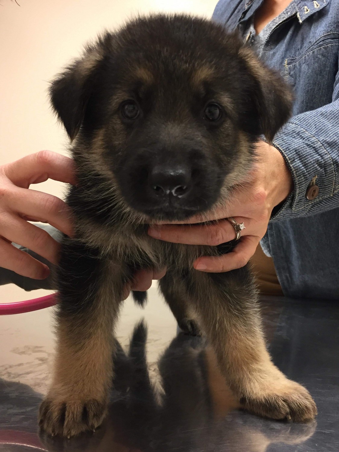 Black Sable German Shepherd Puppies For Sale In Ohio
