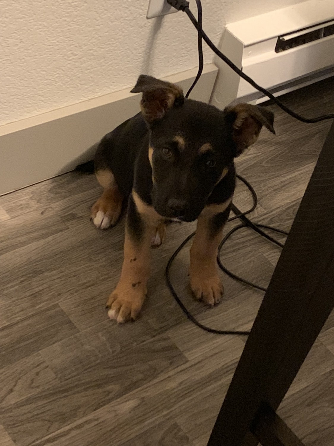 German Shepherd Puppies For Sale Tacoma Wa 314127