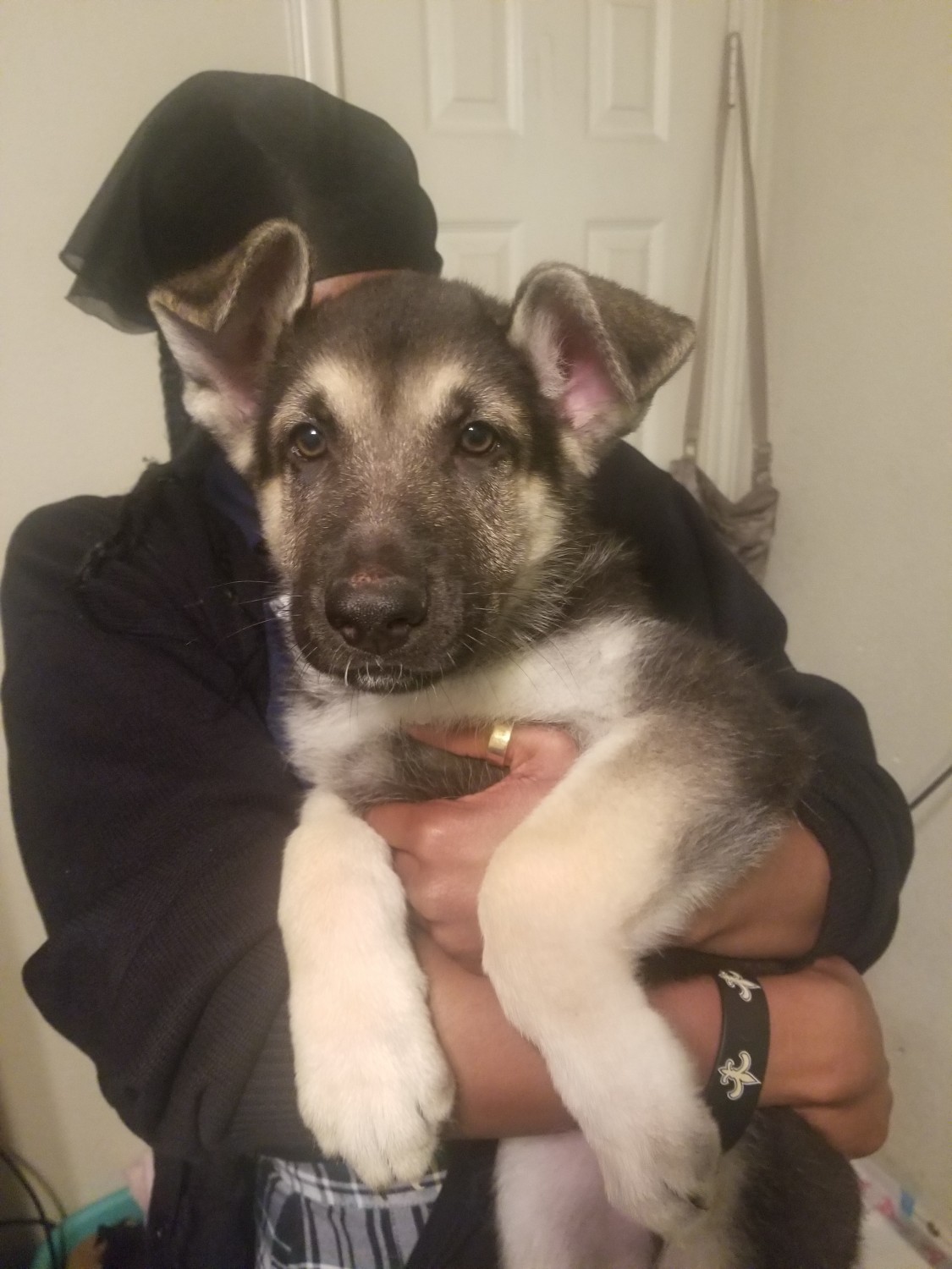 German Shepherd Puppies For Sale Killeen, TX 317427