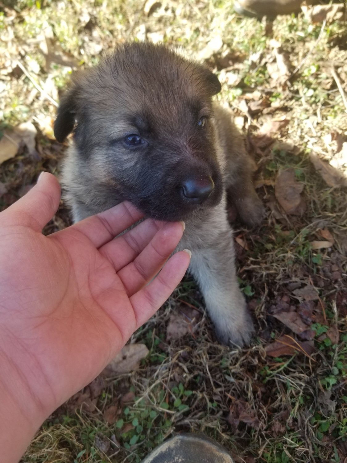 German Shepherd Puppies For Sale Hiddenite, NC 319909