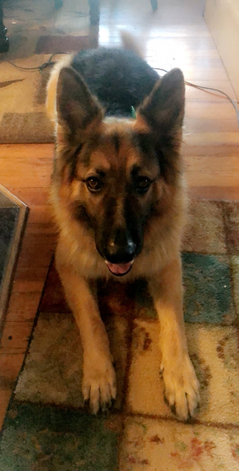 German Shepherd Puppies For Sale Ontario, OR 321173