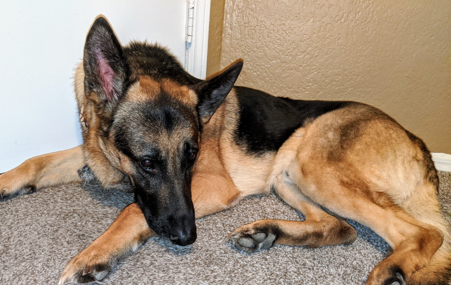 German Shepherd Puppies For Sale Dallas, TX 324646