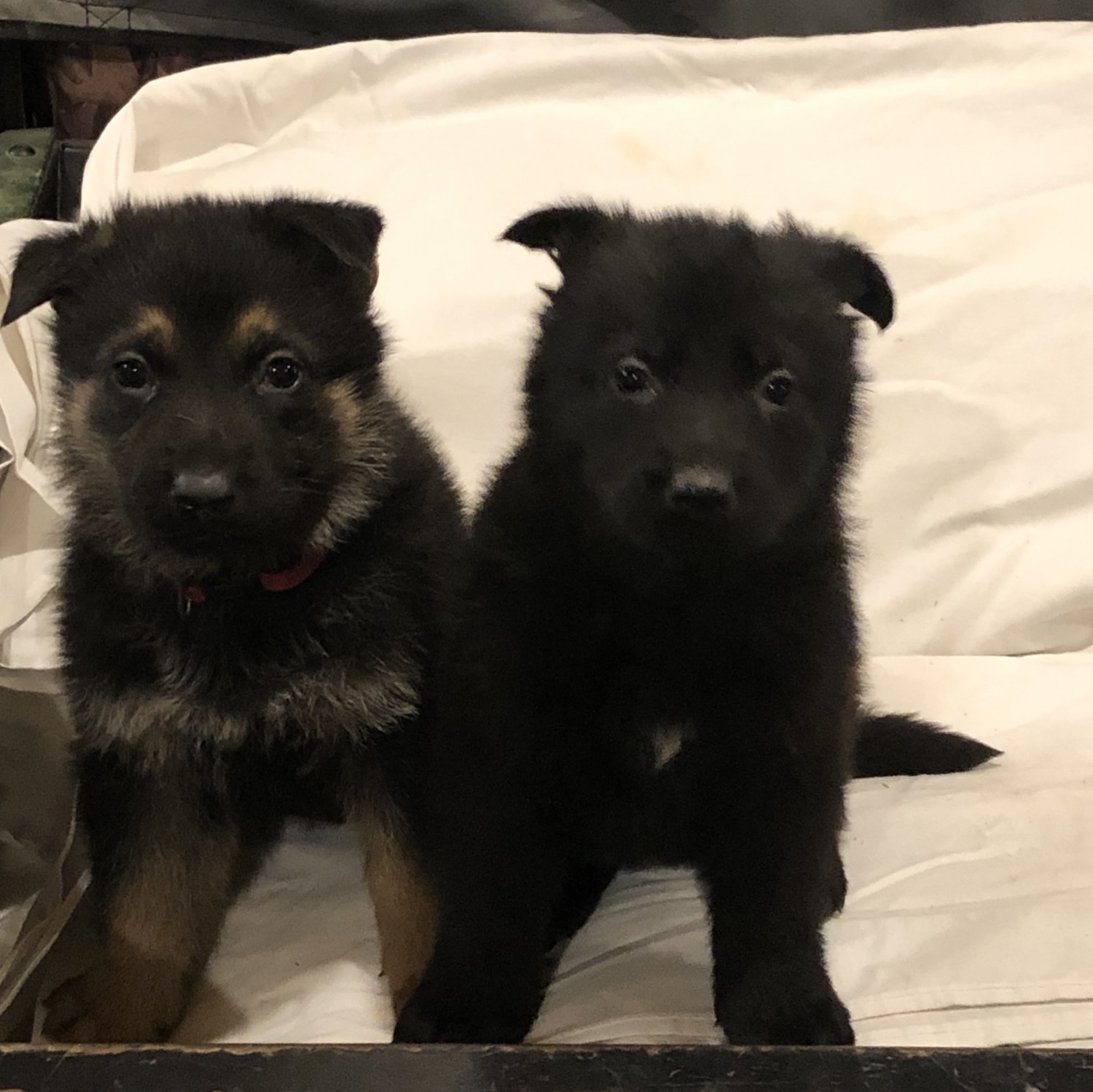 German Shepherd Puppies For Sale | West Liberty, KY #324824