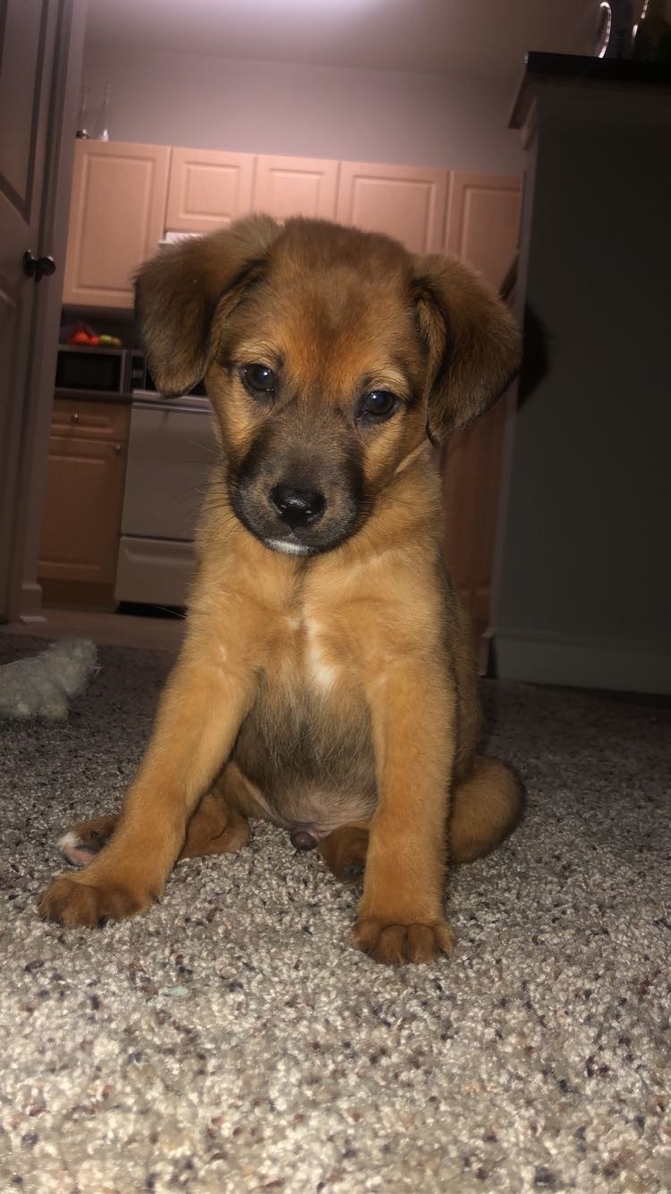 German Shepherd Puppies For Sale Birmingham, AL 324973