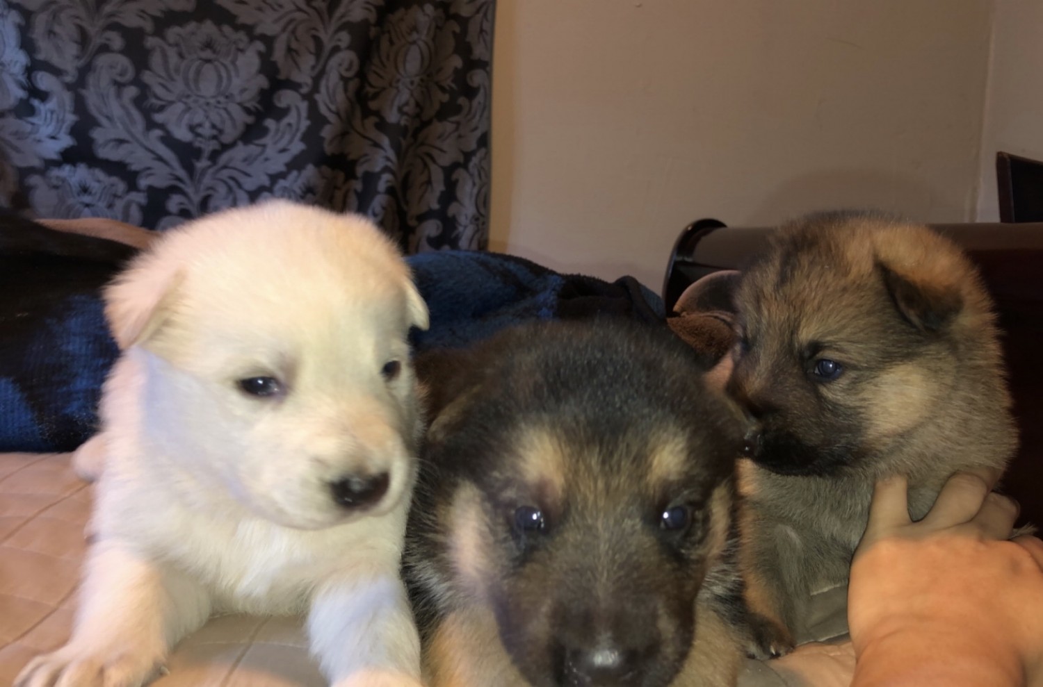 German Shepherd Puppies For Sale Oklahoma City, OK 327146