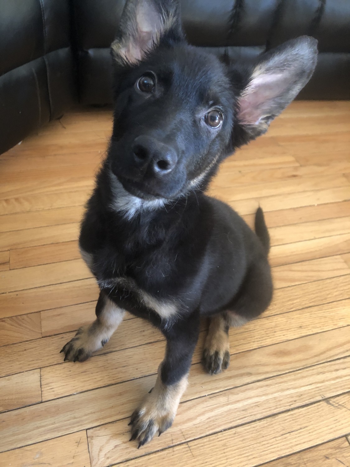 54 Top Pictures German Shepherd Puppies Ny State - German Shepherd Puppies For Sale In Upstate Ny | Top Dog ...