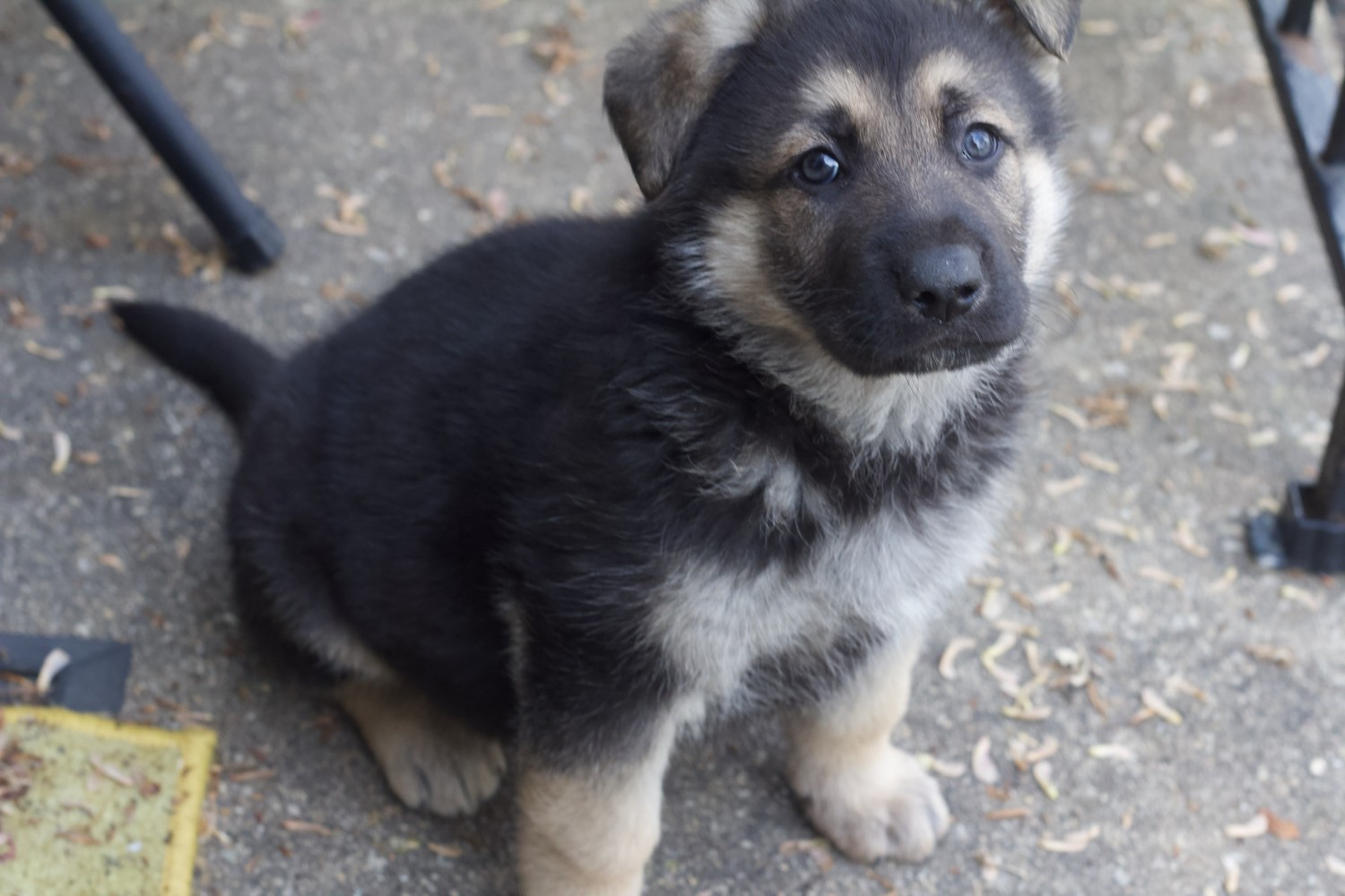 Buy German Shepherd Puppy for sale In United Arab Emirates