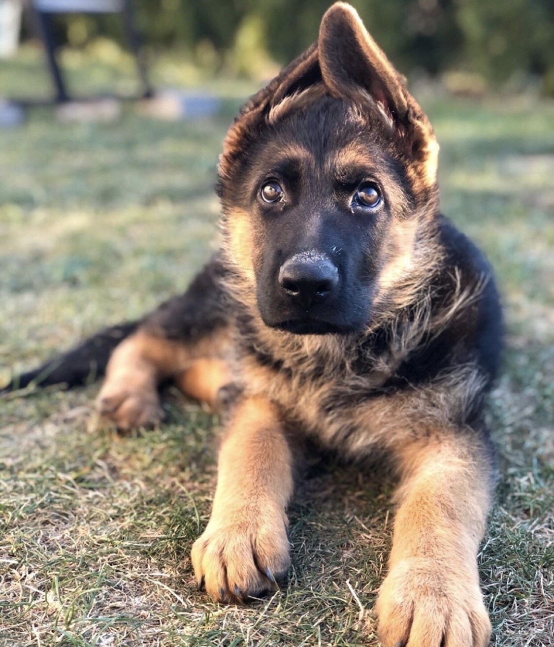 Buy German Shepherd Puppy Online In Tasmania Australia