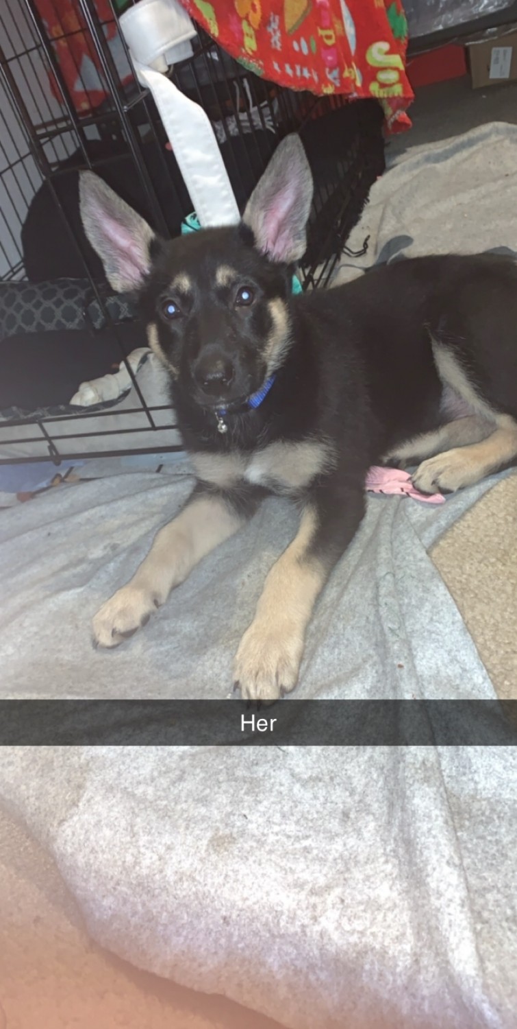 German Shepherd Puppies For Sale Abilene, TX 329687